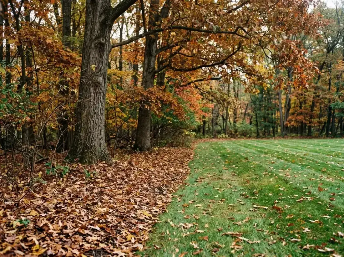 Mature trees and leaf litter along a Media property line