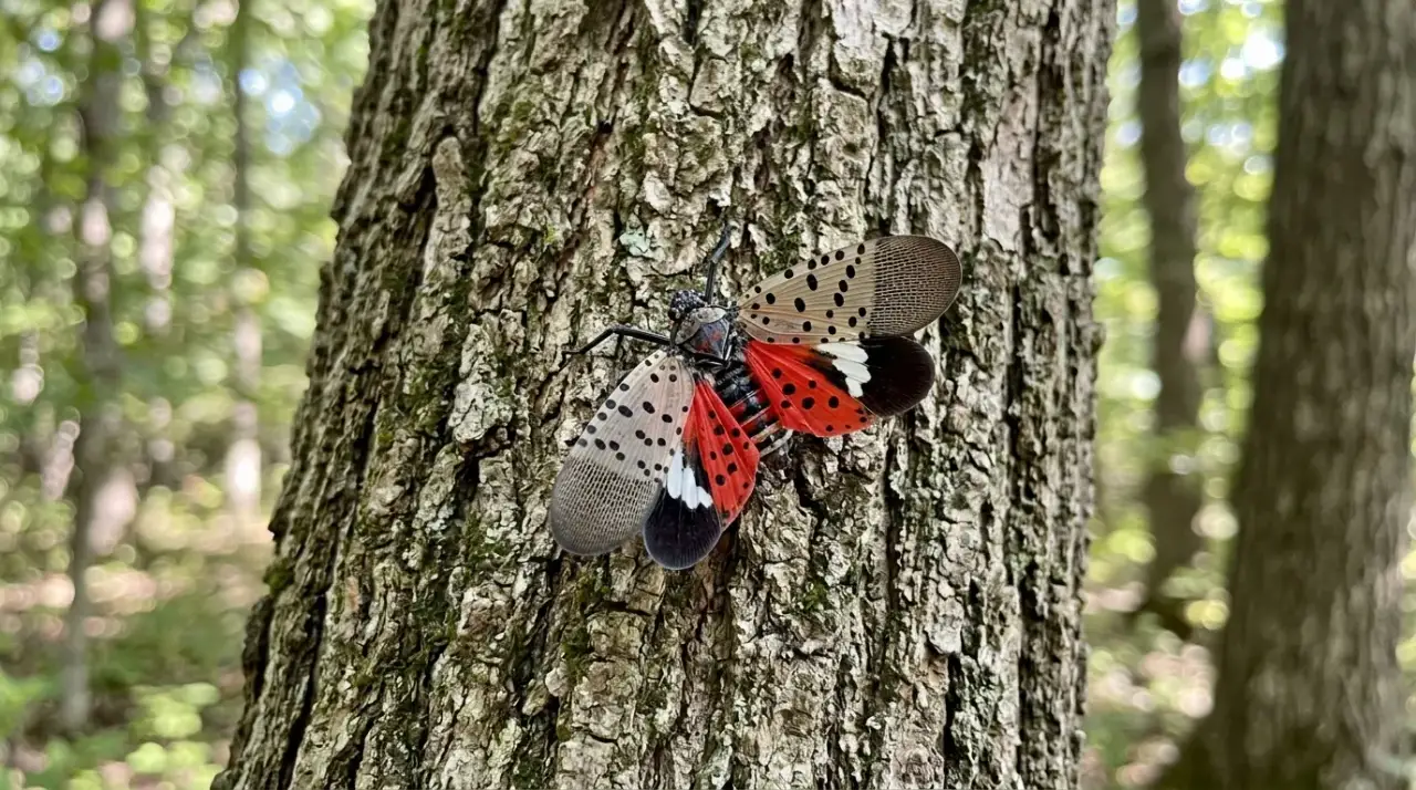An adult spotted lanternfly with wings partly open on the bark of a tree of heaven trunk