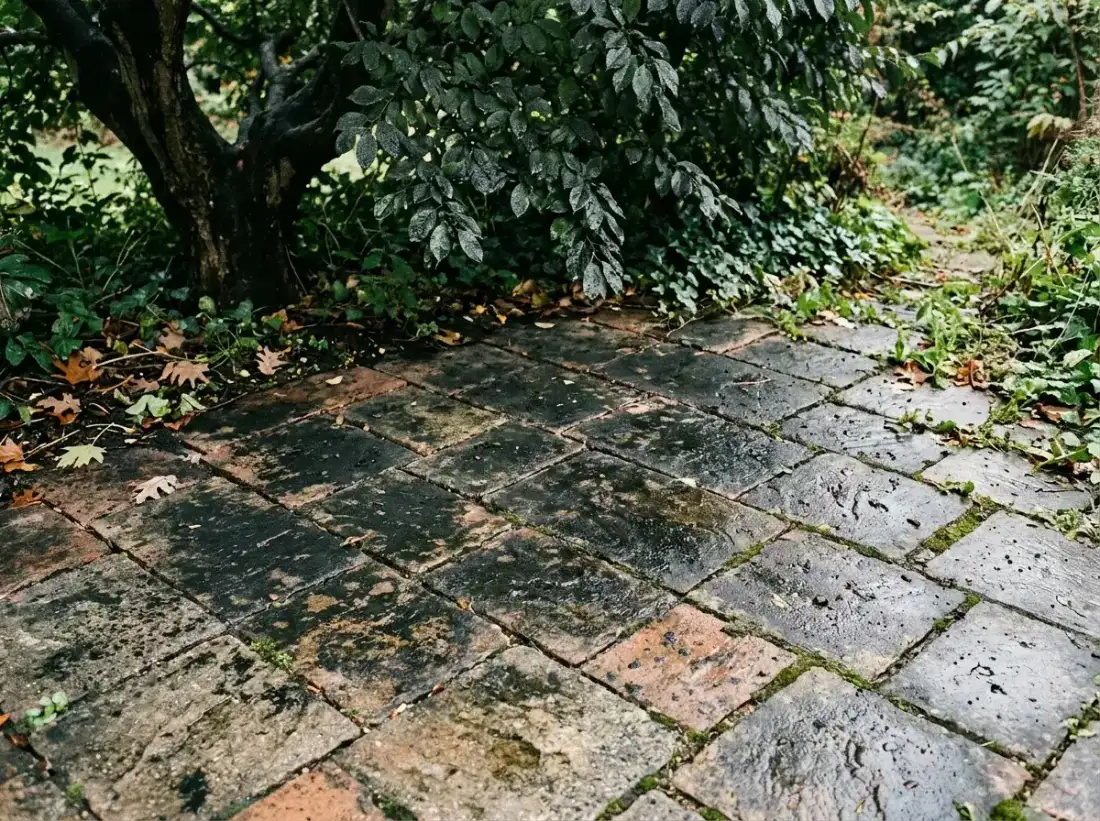 Sooty mould blackening a paver patio under an infested tree