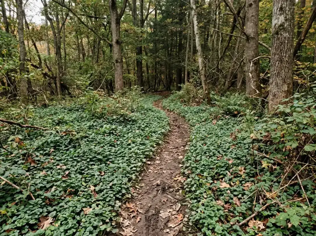 A deer trail worn through ground ivy at the back of a wooded property
